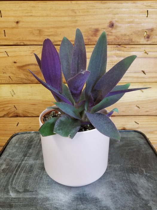 The Plant Farm Houseplants Setcreasea Purple Heart, 4" Plant