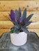 The Plant Farm Houseplants Setcreasea Purple Heart, 4" Plant