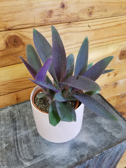 The Plant Farm Houseplants Setcreasea Purple Heart, 4" Plant