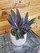 The Plant Farm Houseplants Setcreasea Purple Heart, 4" Plant