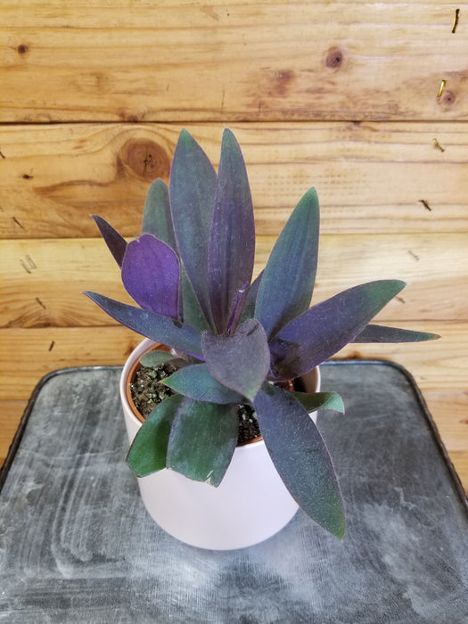 The Plant Farm Houseplants Setcreasea Purple Heart, 4" Plant