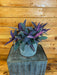 The Plant Farm Houseplants Setcreasea Purple Heart Variegated, 6" Plant