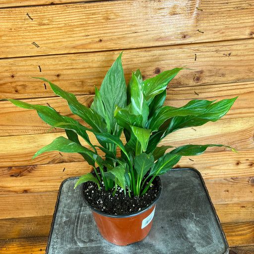 The Plant Farm® Houseplants Spathiphyllum New Variegated, 6" Plant