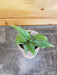The Plant Farm Houseplants Spathiphyllum Variegated, Starter Plug