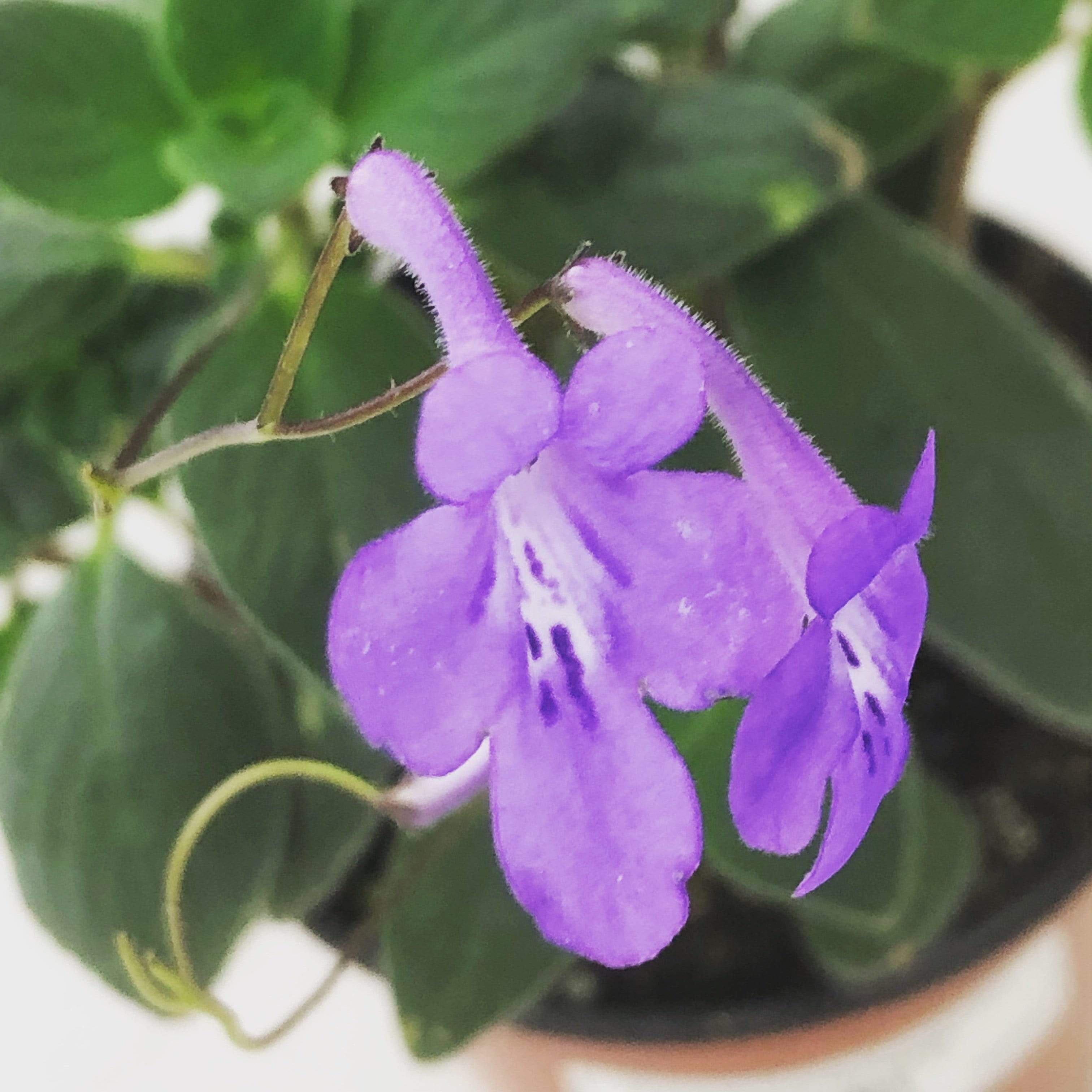 Streptocarpella Concord Blue, 2