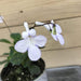 The Plant Farm Houseplants Streptocarpella White Trailing, 2" Plant