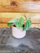The Plant Farm Houseplants Syngonium Frosted Heart, 2" Plant