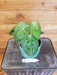 The Plant Farm Houseplants Syngonium Frosted Heart, 4" Plant