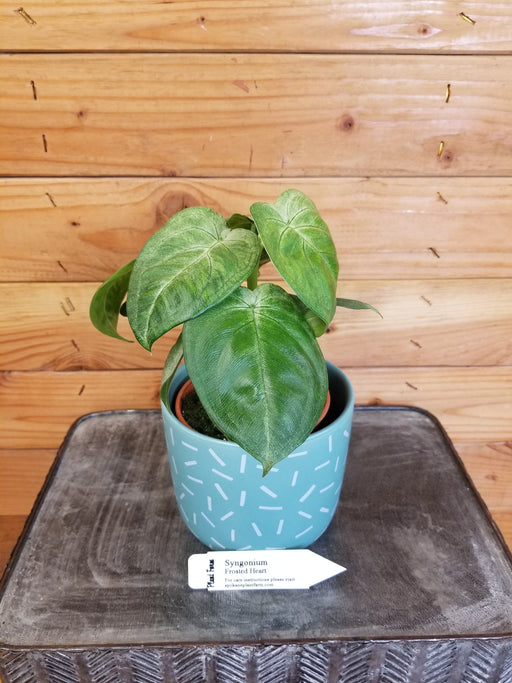 The Plant Farm Houseplants Syngonium Frosted Heart, 4" Plant
