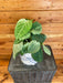 The Plant Farm Houseplants Syngonium Frosted Heart, 6" Plant