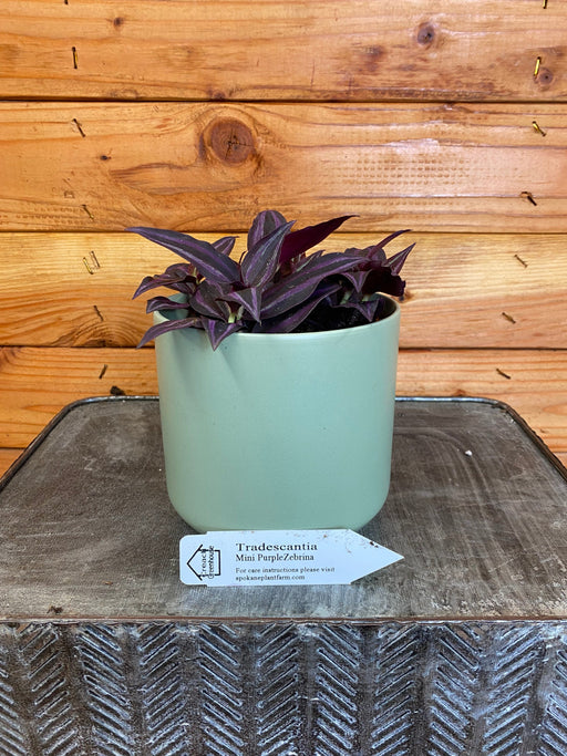 The Plant Farm Houseplants Tradescantia Mini Purple Zebrina, 4" Plant