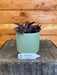 The Plant Farm Houseplants Tradescantia Mini Purple Zebrina, 4" Plant