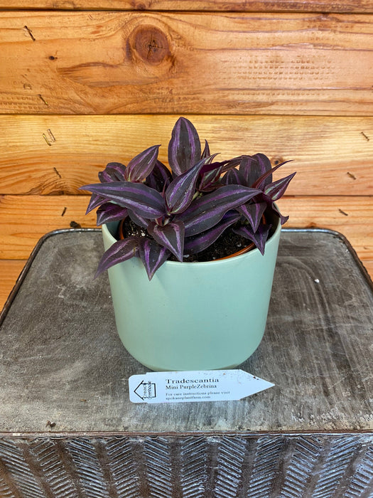 The Plant Farm Houseplants Tradescantia Mini Purple Zebrina, 4" Plant
