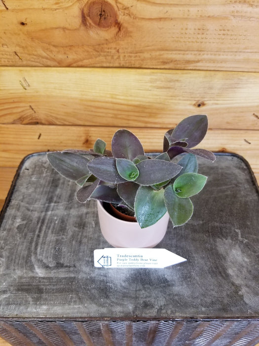 The Plant Farm Houseplants Tradescantia Sillamontana Purple Teddy Bear Vine, 2" Plant