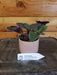 The Plant Farm Houseplants Tradescantia Sillamontana Purple Teddy Bear Vine, 2" Plant