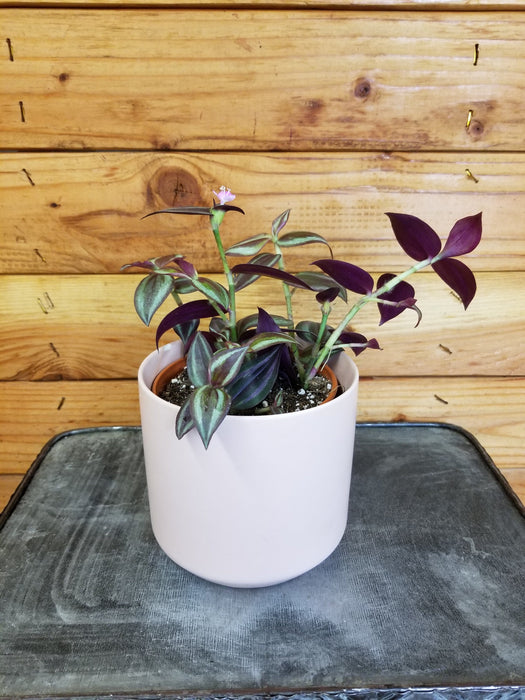 purple heart plant indoors