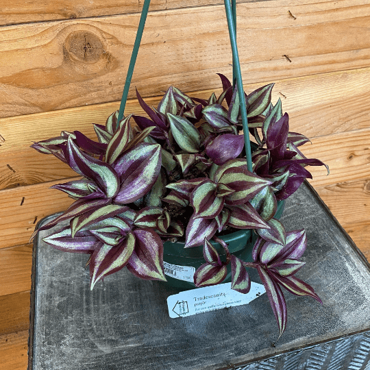 The Plant Farm Houseplants Tradescantia Zebrina Purple, 6" Plant