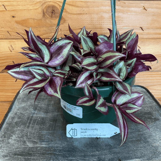 The Plant Farm Houseplants Tradescantia Zebrina Purple, 6" Plant