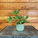 The Plant Farm® Houseplants Tradescantia Zebrina Quadricolor, 2" Plant
