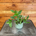 The Plant Farm® Houseplants Tradescantia Zebrina Quadricolor, 2" Plant