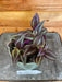 The Plant Farm Houseplants Tradescantia Zebrina Red, 4" Plant