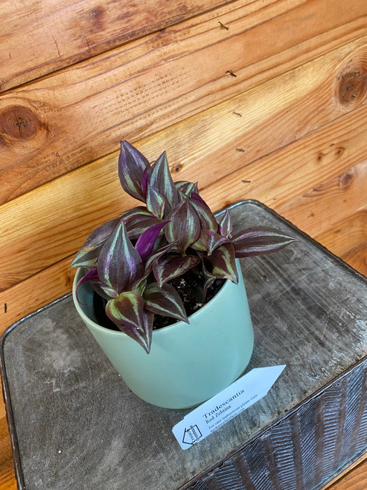 The Plant Farm Houseplants Tradescantia Zebrina Red, 4" Plant