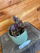 The Plant Farm Houseplants Tradescantia Zebrina Red, 4" Plant