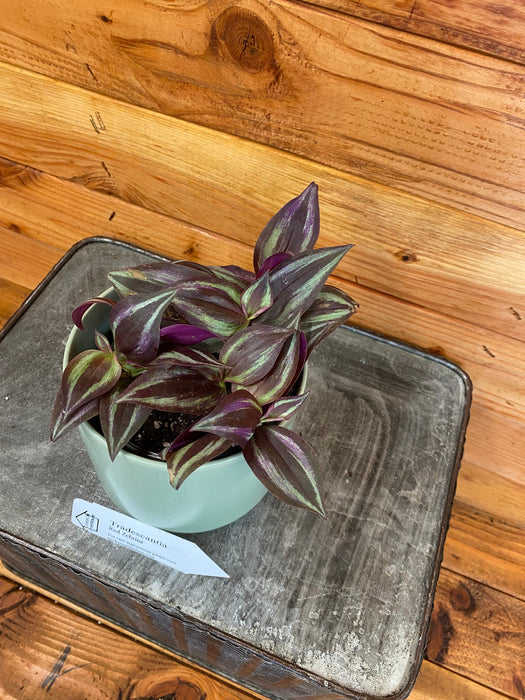 The Plant Farm Houseplants Tradescantia Zebrina Red, 4" Plant