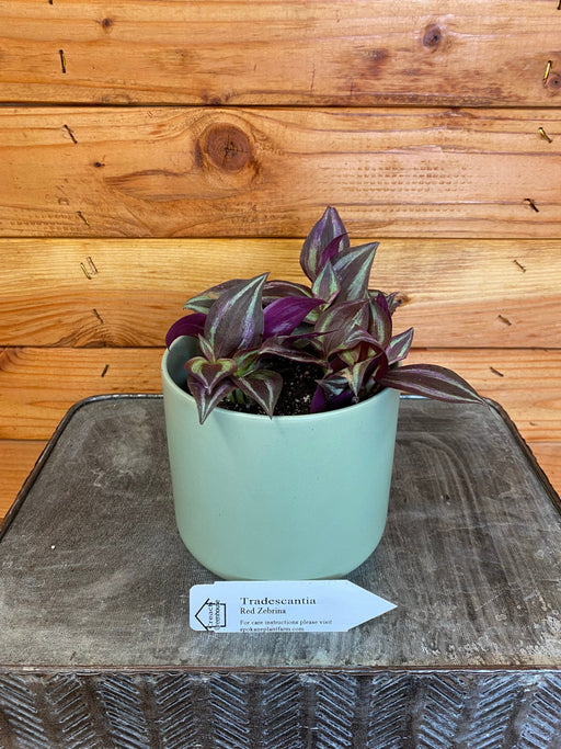 The Plant Farm Houseplants Tradescantia Zebrina Red, 4" Plant