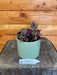 The Plant Farm Houseplants Tradescantia Zebrina Red, 4" Plant