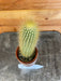 The Plant Farm Houseplants Vatricania Guentheri Cactus, 2" Plant
