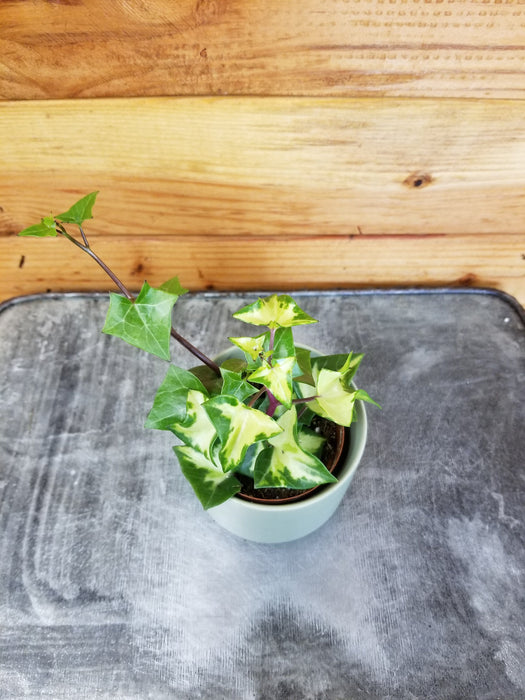 The Plant Farm® Houseplants Wax Ivy, 2" Plant