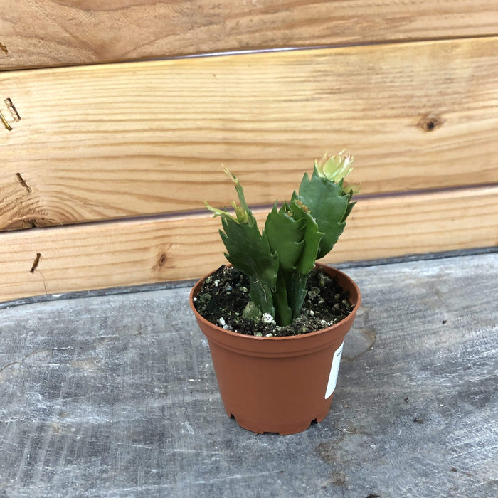 The Plant Farm Houseplants Zygo Holiday Cactus Orange, 2" Plant