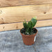 The Plant Farm Houseplants Zygo Holiday Cactus Orange, 2" Plant