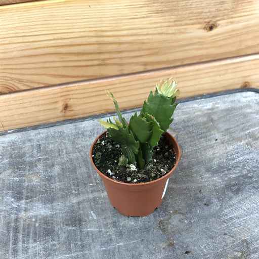 The Plant Farm Houseplants Zygo Holiday Cactus Orange, 2" Plant