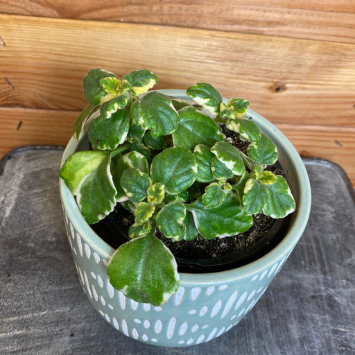 The Plant Farm Plectranthus Swedish Ivy Variegated, 4.5" Plant
