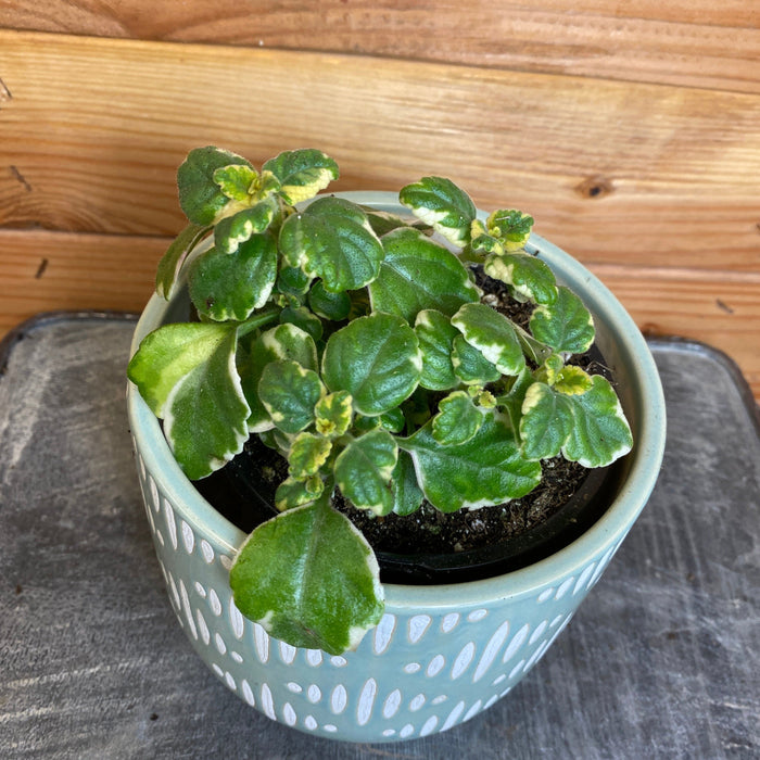 The Plant Farm Plectranthus Swedish Ivy Variegated, 4.5" Plant