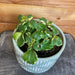 The Plant Farm Plectranthus Swedish Ivy Variegated, 4.5" Plant