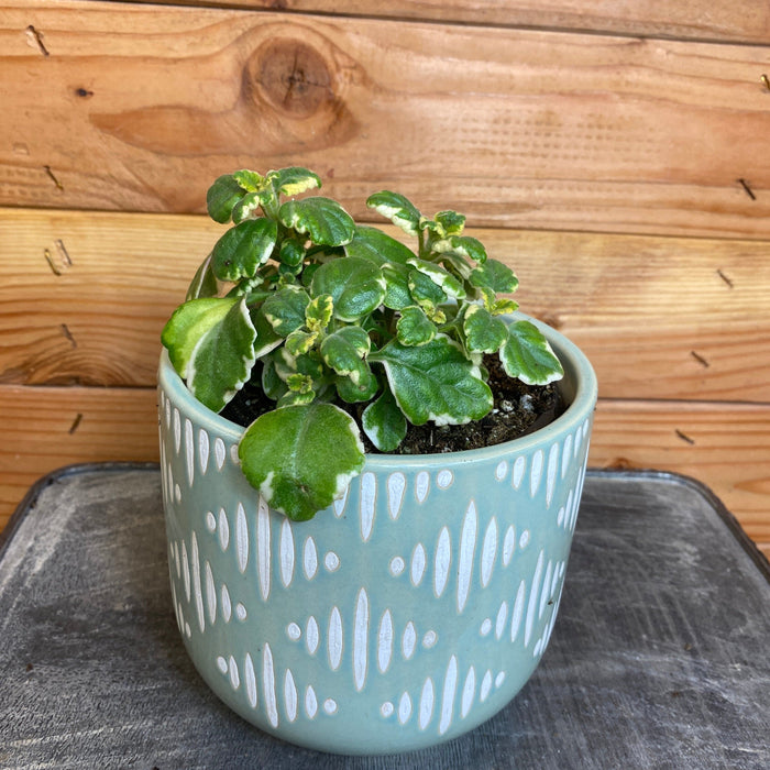 The Plant Farm Plectranthus Swedish Ivy Variegated, 4.5" Plant