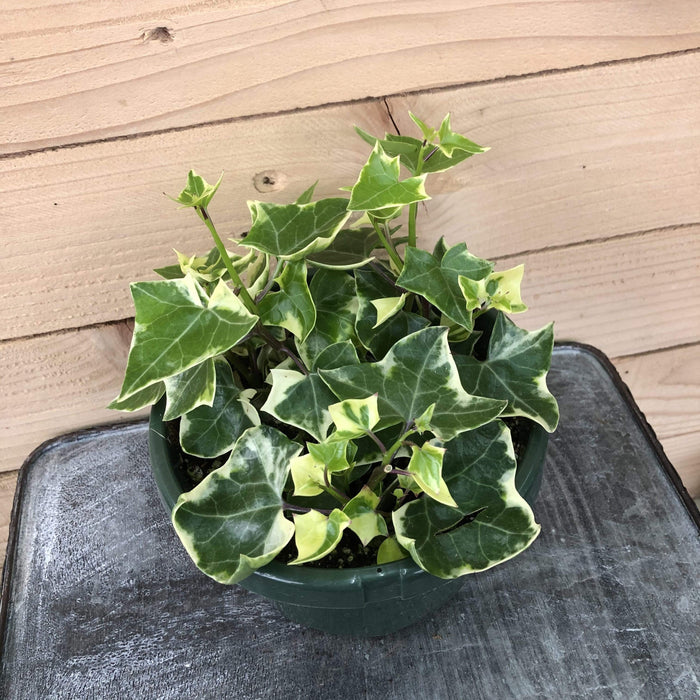 ivy succulent plant Macroglossus Wax Plant, 6" Plant — The Plant Farm®