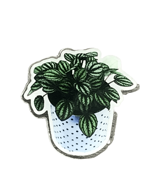 The Plant Farm Stickers and Keychains Peperomia Piccolo Banda Pin
