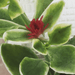 The Plant Farm Succulent Dorotheanthus Bellidiformis Mezoo Trailing Red, Starter Plug