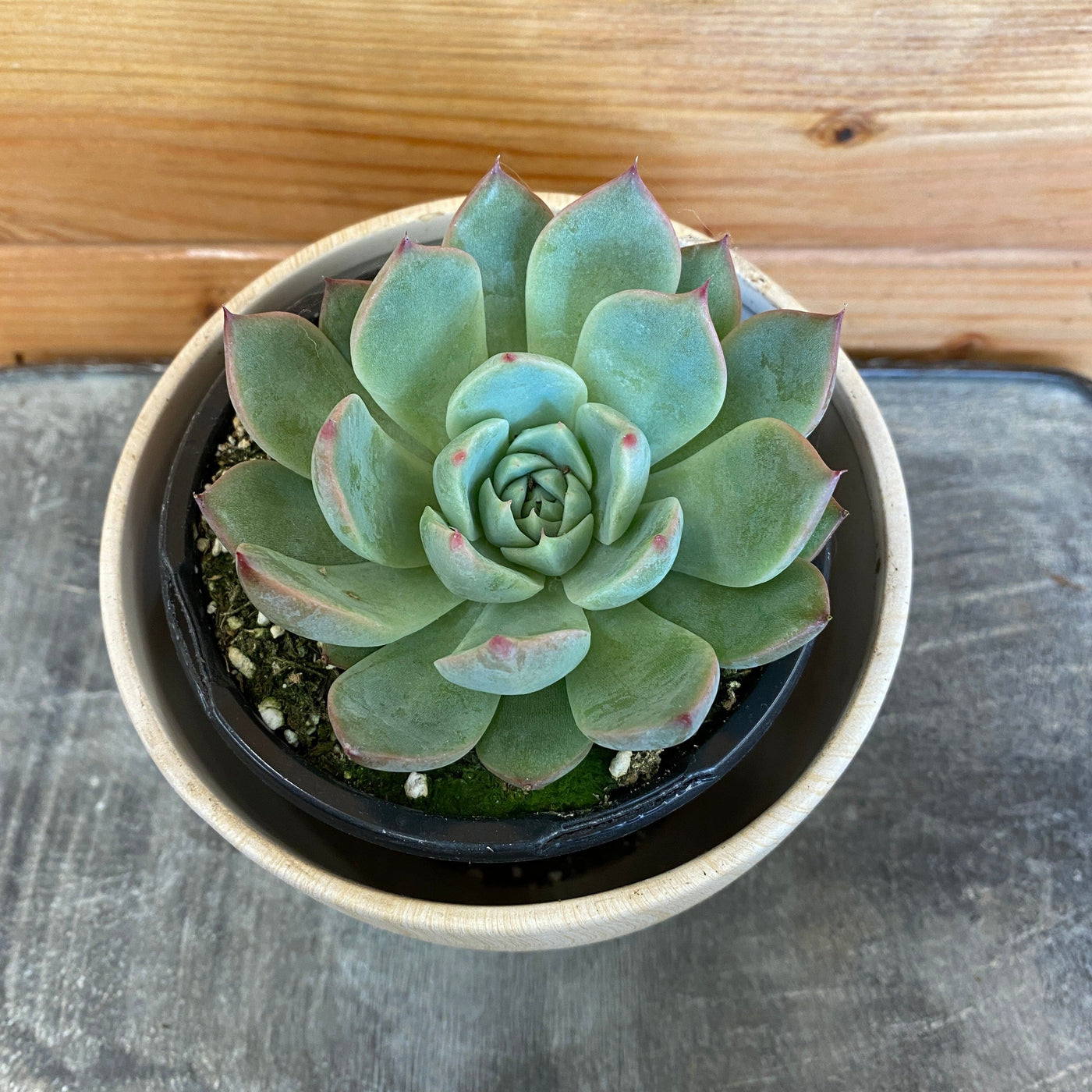 Echeveria Ponto Rosa, 4