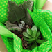 The Plant Farm Succulent Succulent Gift Box, Box of 2