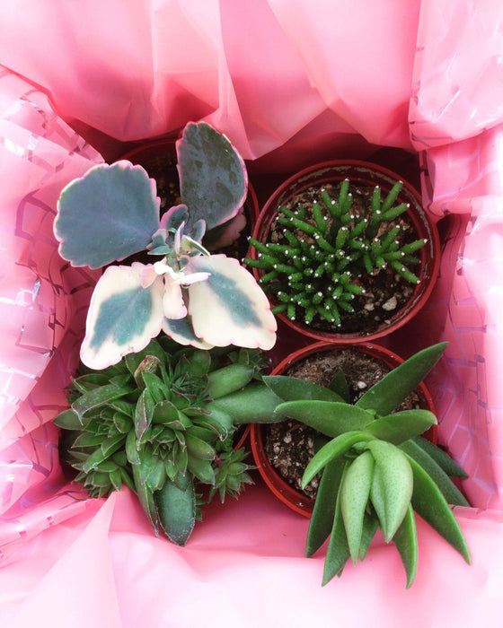 The Plant Farm Succulent Succulent Gift Box, Box of 4