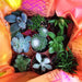 The Plant Farm Succulent Succulent Gift Box, Box of 9