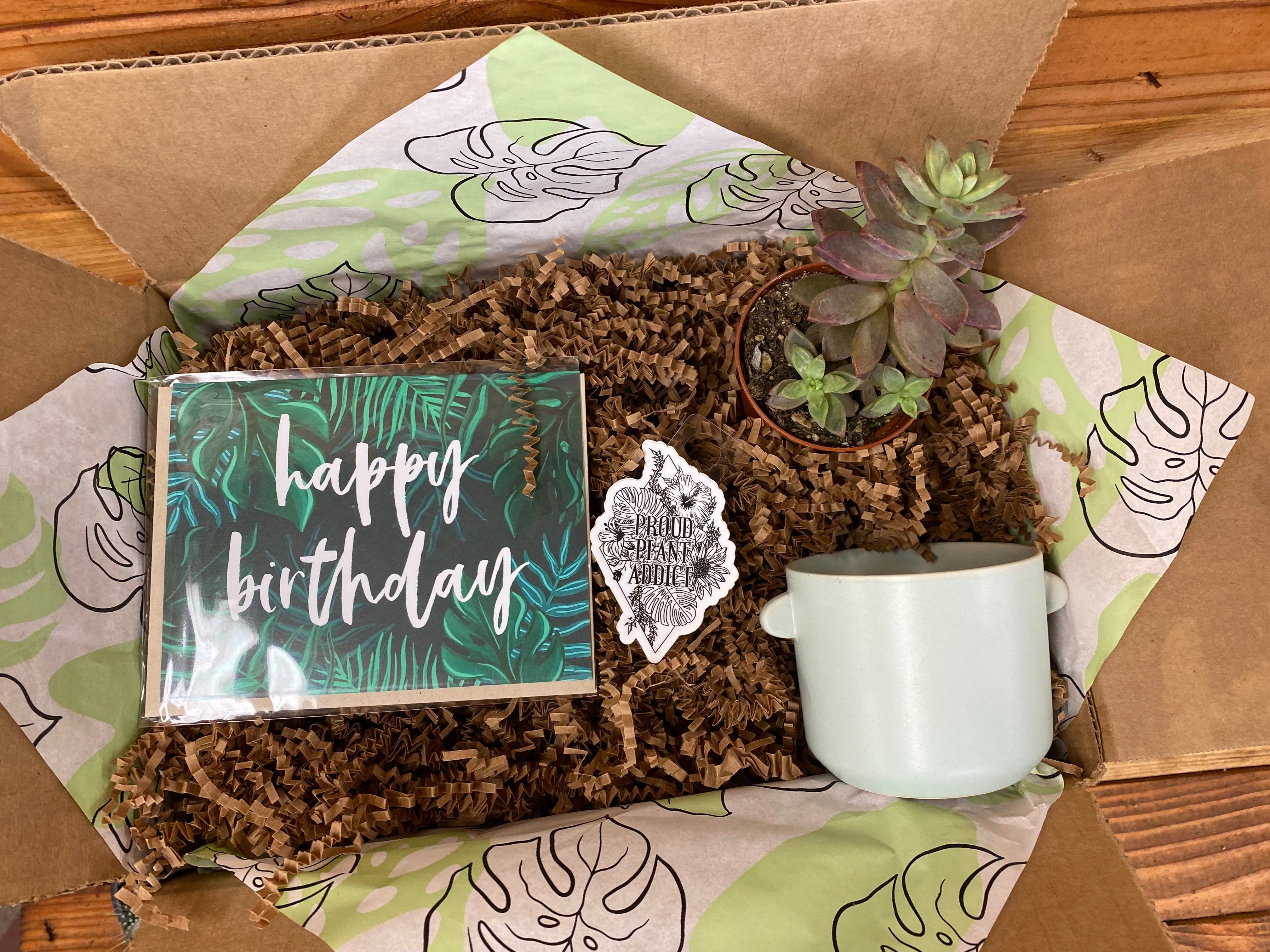 Birthday Plants Delivered Sydney | Best Birthday Plant Gifts – Cheeky Plant  Co.