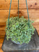 The Plant Farm Succulents Sedum Makinoi Variegatum Succulent, 6" Plant