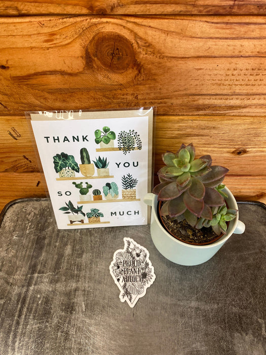 The Plant Farm® Succulents Thank You Succulent Gift Set