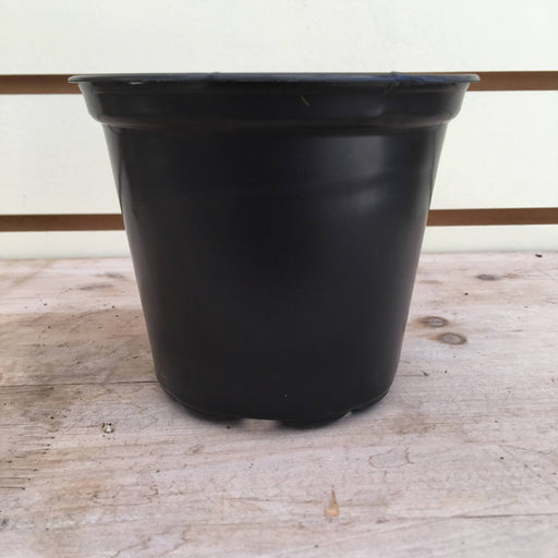The Plant Farm Supplies Starter Kit for Large Cuttings (2 Pots)
